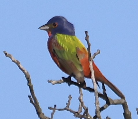 Painted Bunting - ML619065883