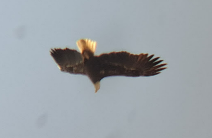 Bald Eagle - ML619065884