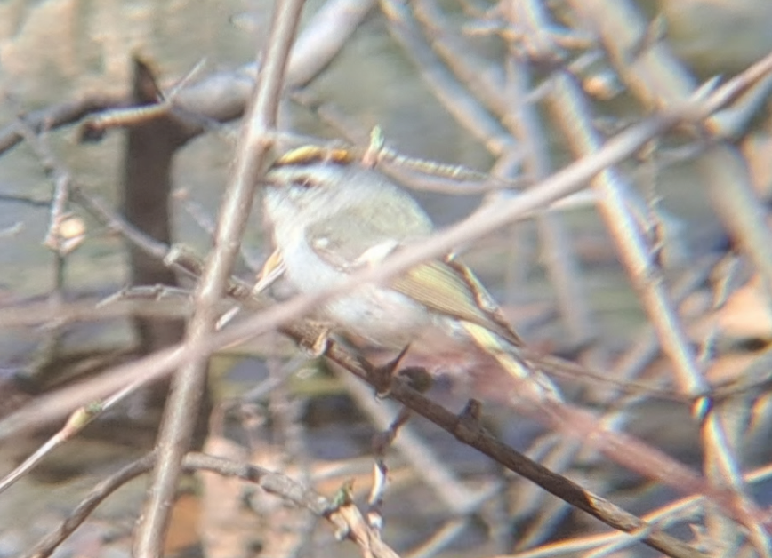 Golden-crowned Kinglet - Pierre Hendricks