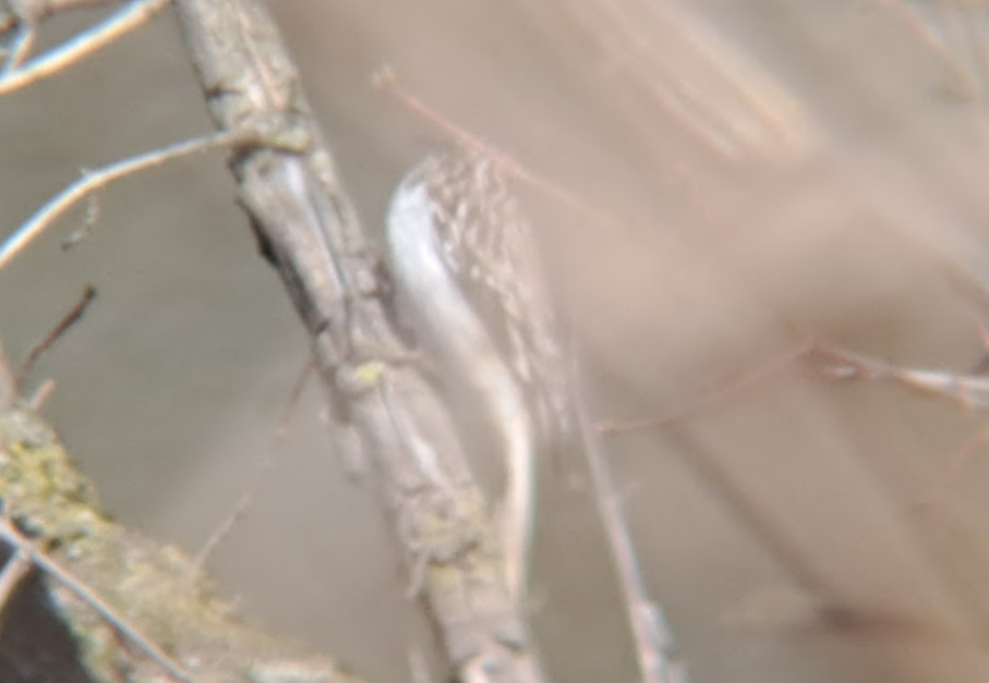 Brown Creeper - Pierre Hendricks