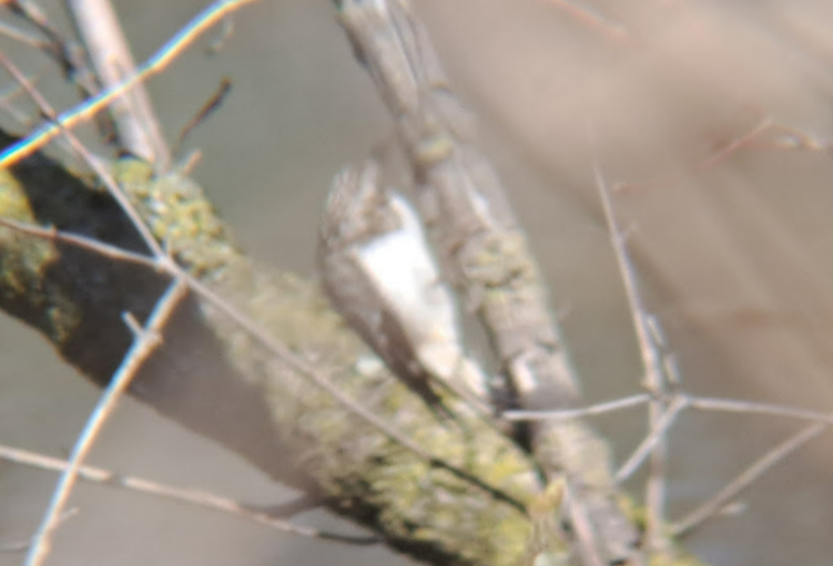 Brown Creeper - ML619065891