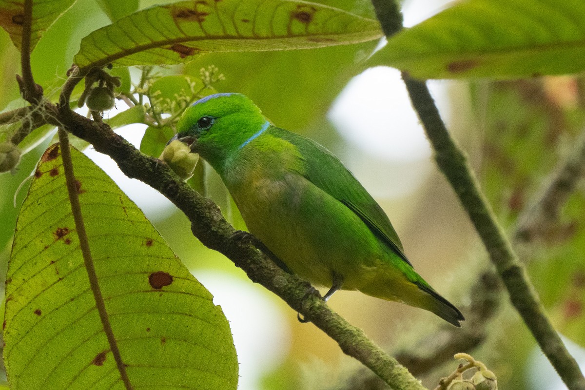 Golden-browed Chlorophonia - ML619065892