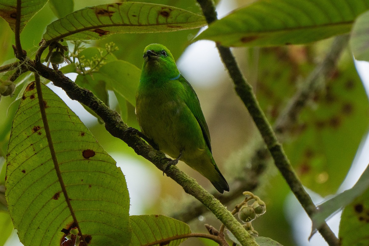 Golden-browed Chlorophonia - ML619065894