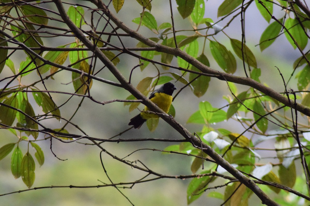 Buff-breasted Mountain Tanager - Diego Fernando Acosta Martínez