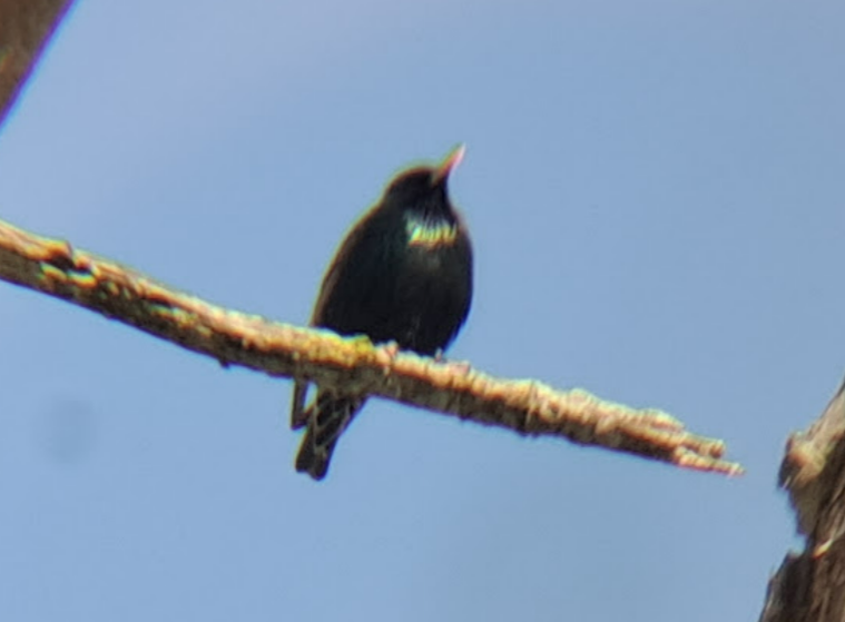 European Starling - ML619065899