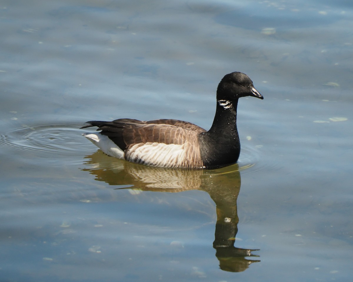 Barnacla Carinegra - ML619065905