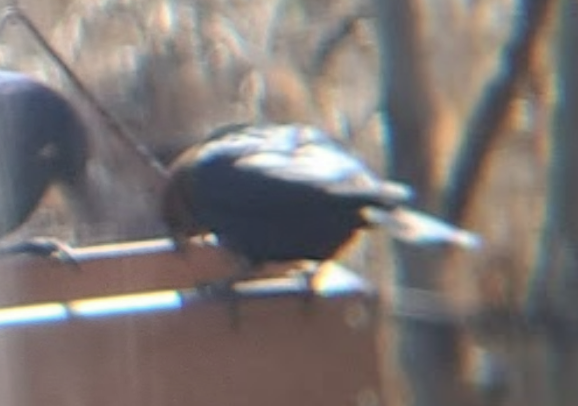 Brown-headed Cowbird - Pierre Hendricks