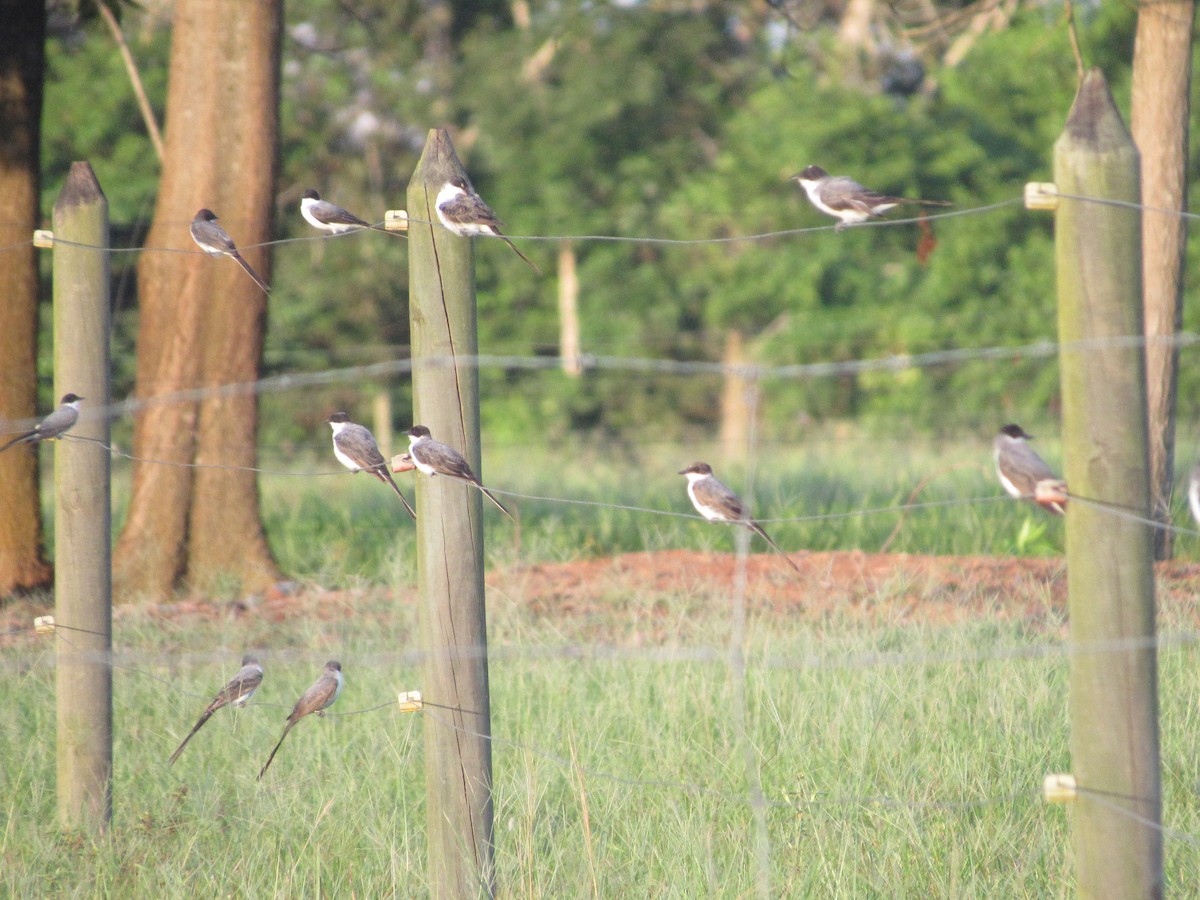 Fork-tailed Flycatcher - ML619065913