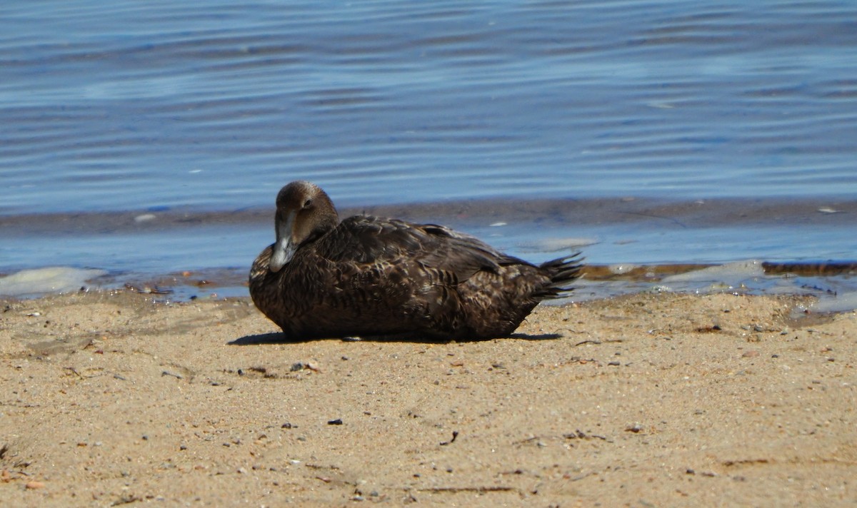 Common Eider (Dresser's) - ML619065916