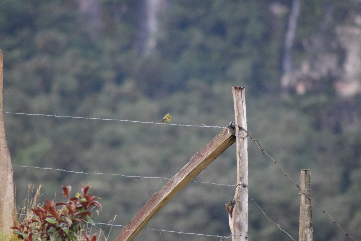 Andean Siskin - Diego Fernando Acosta Martínez