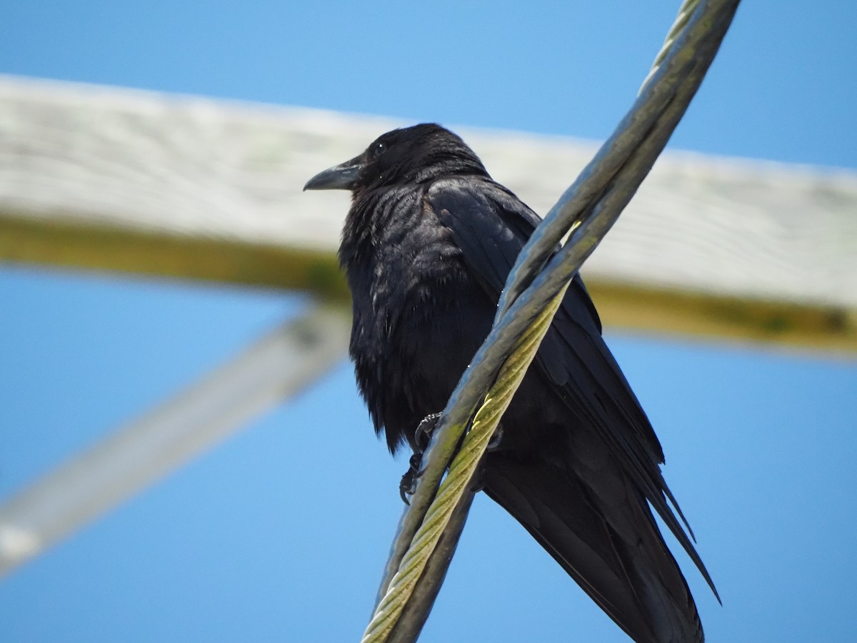 Fish Crow - ML619065920