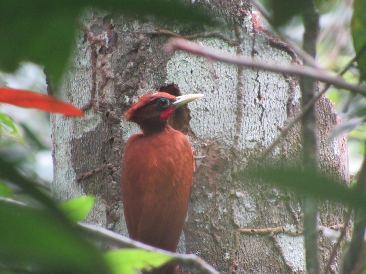 Chestnut Woodpecker - ML619065947