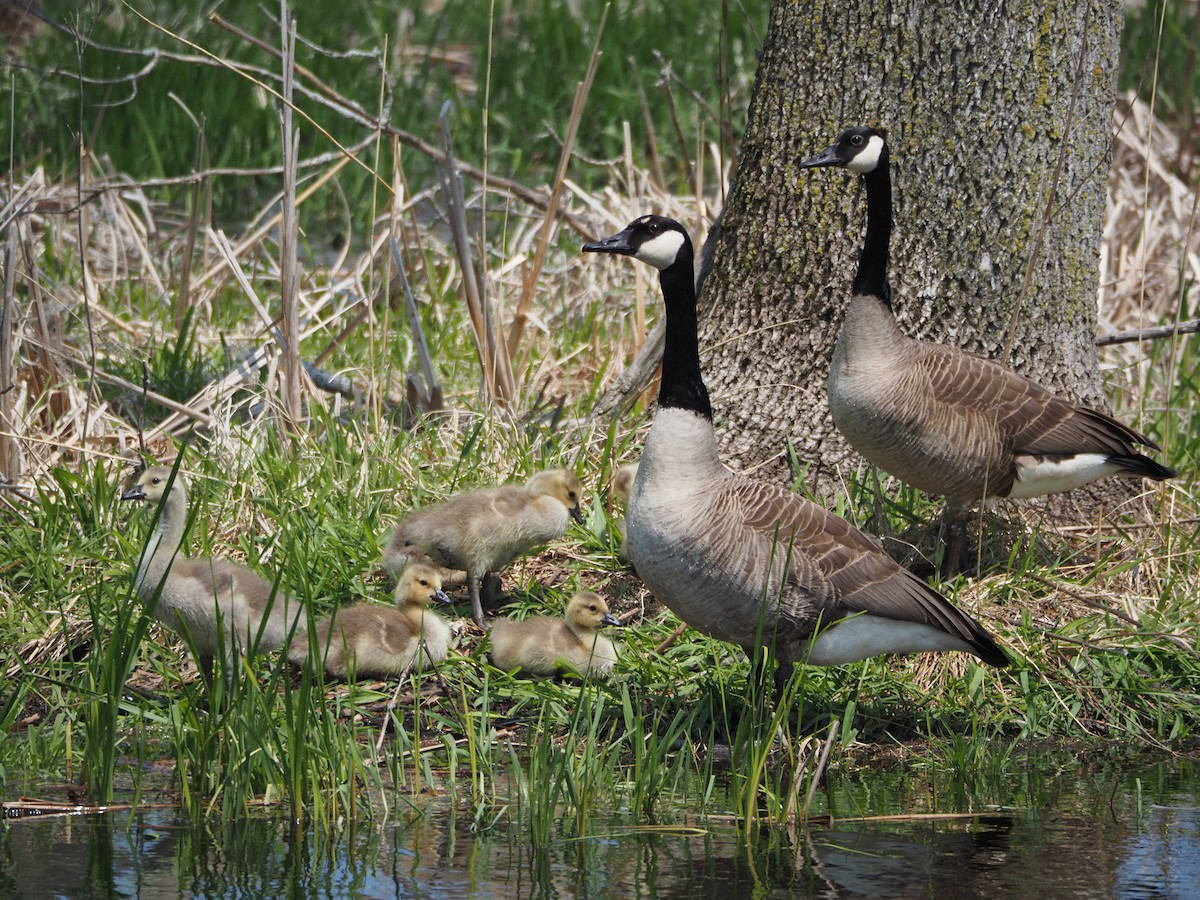 Canada Goose - ML619065971