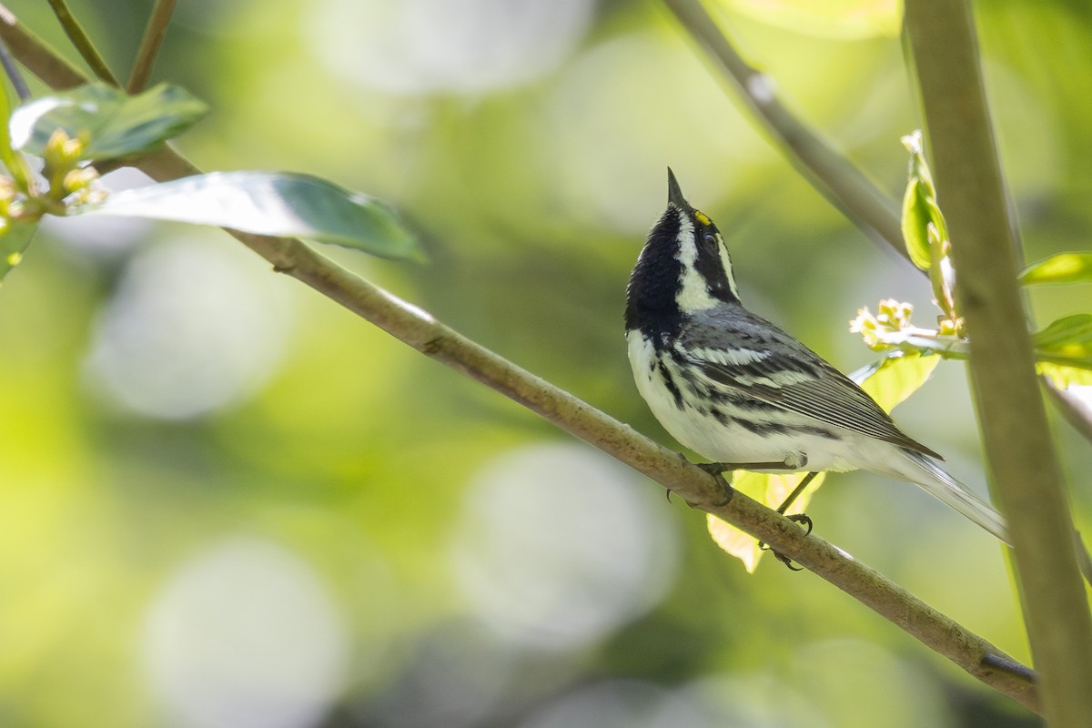 Black-throated Gray Warbler - Ken Pitts