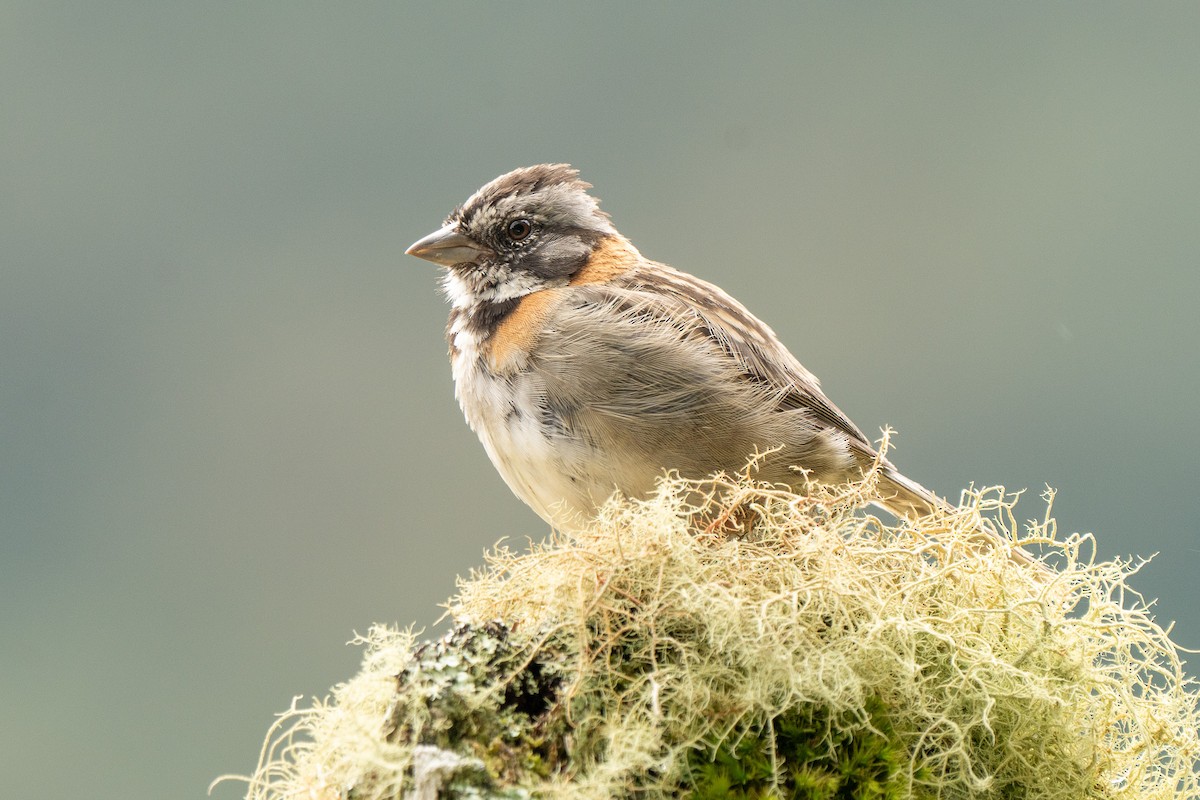 Rufous-collared Sparrow - Beny Wilson