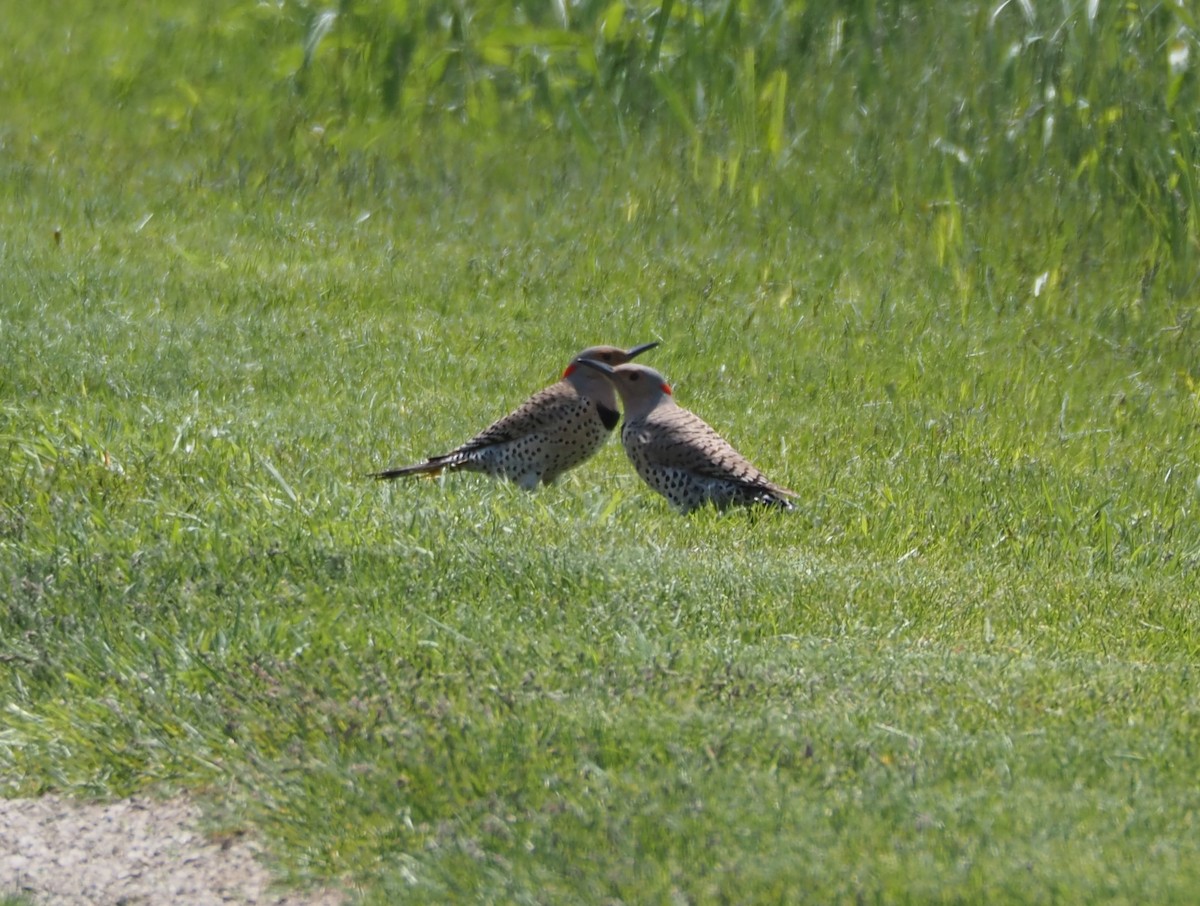 Northern Flicker - ML619065986