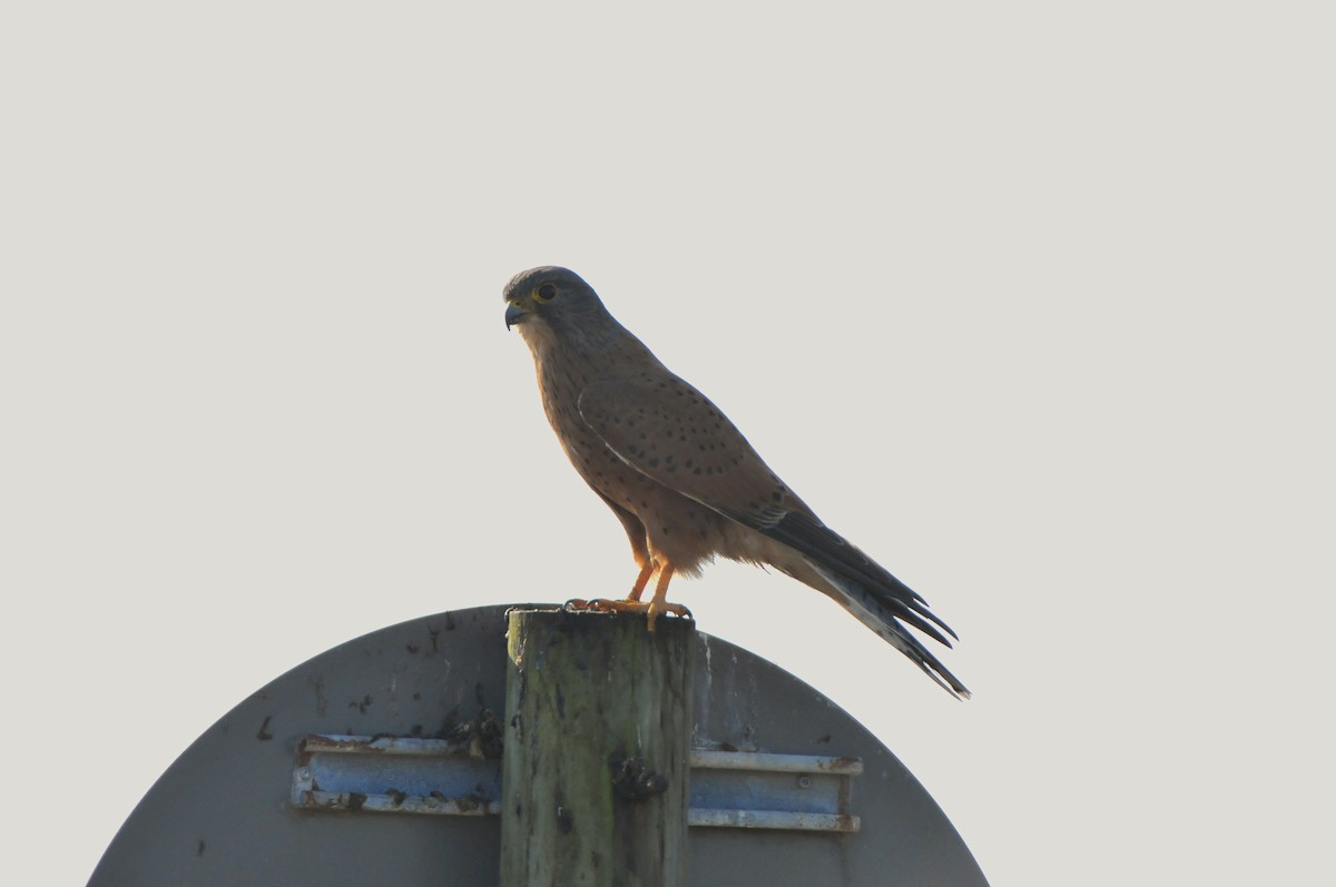 Rock Kestrel - ML619065993