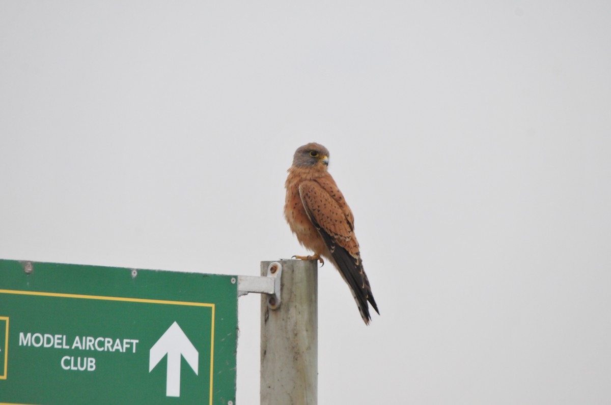 Rock Kestrel - ML619065995