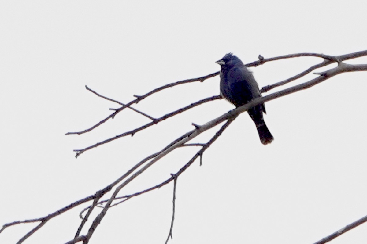 Blue Grosbeak - Steve Neely