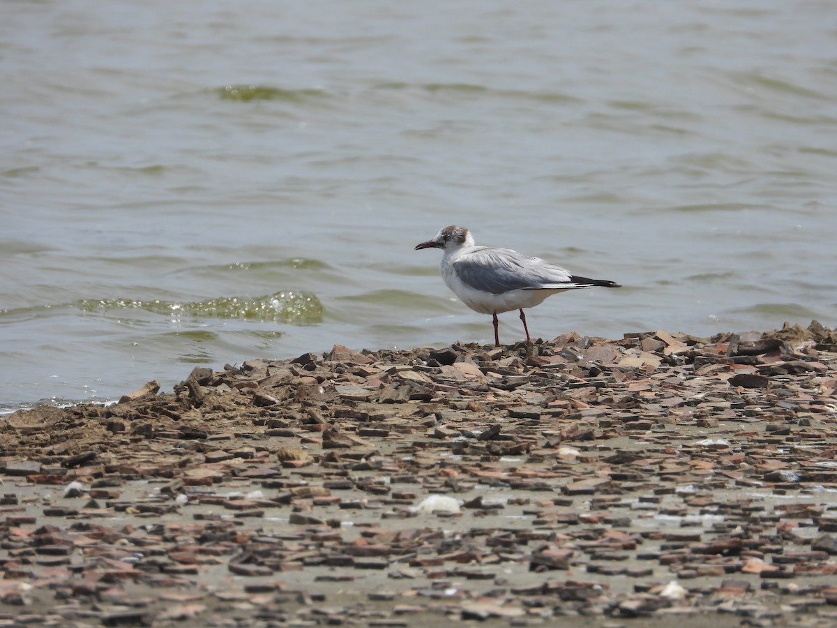 Gaviota Reidora - ML619066021