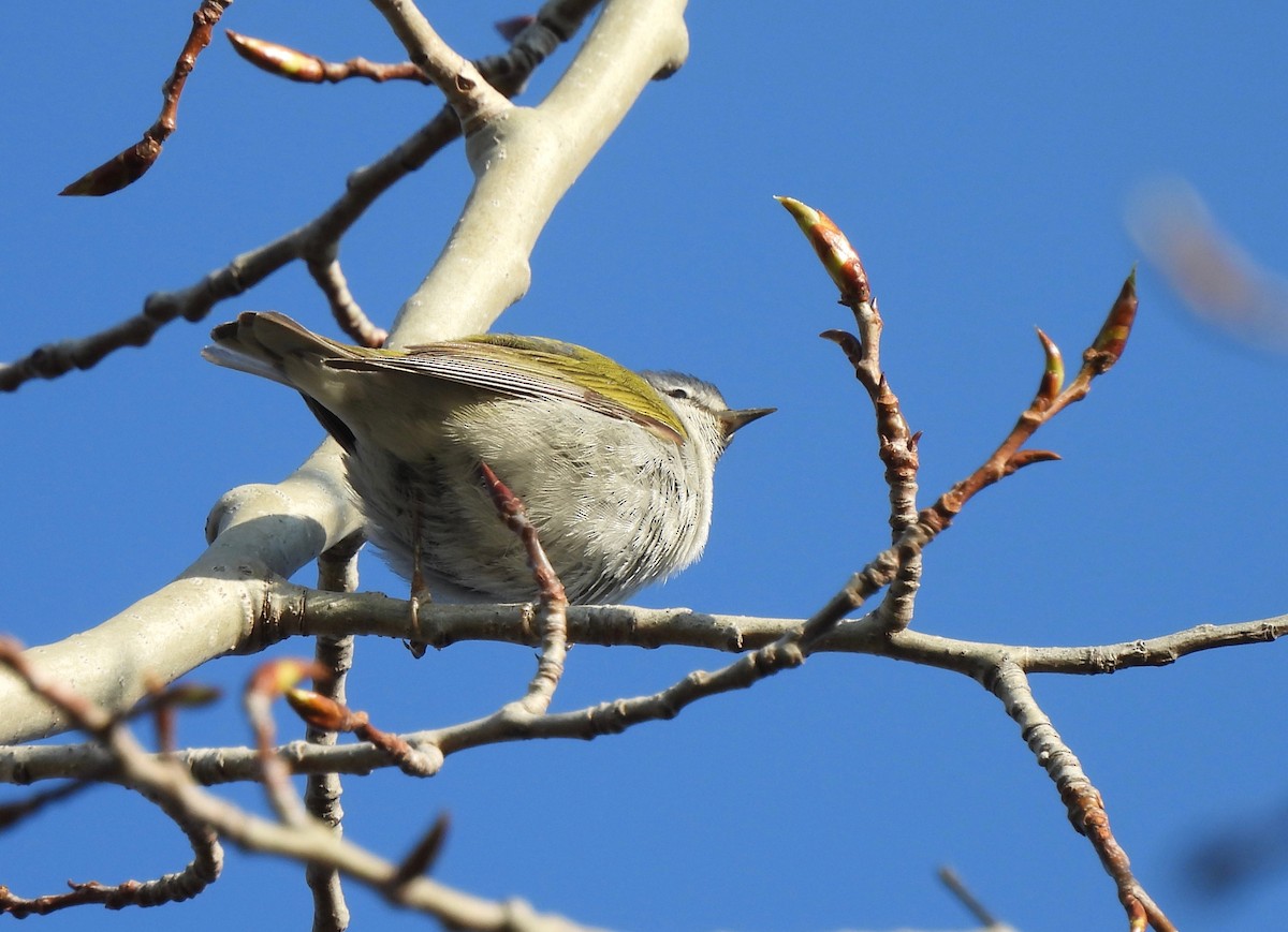 Tennessee Warbler - Pegg & Mark Campbell