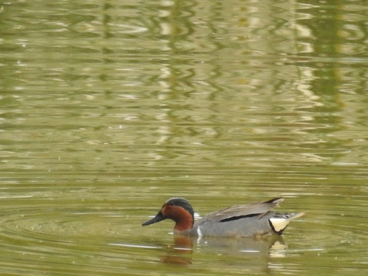 Green-winged Teal - ML619066098