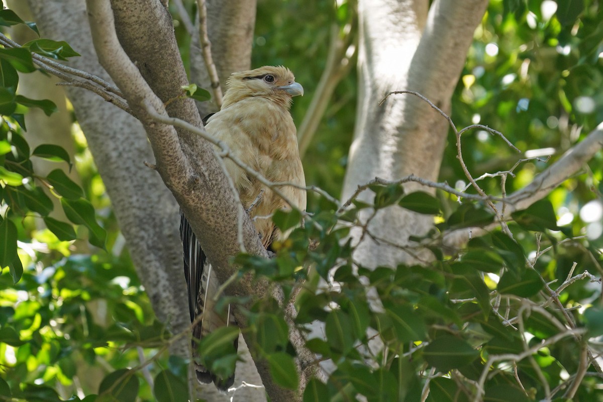 Caracara à tête jaune - ML619066102