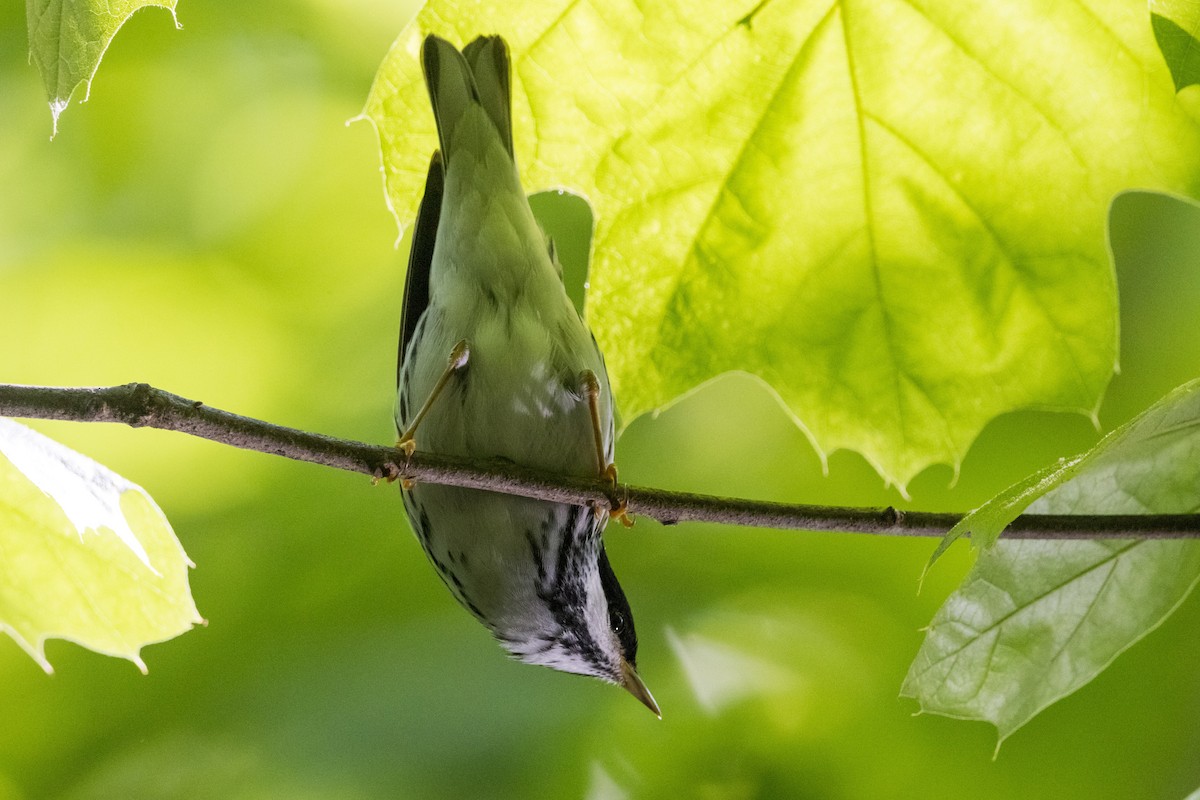 Blackpoll Warbler - ML619066109