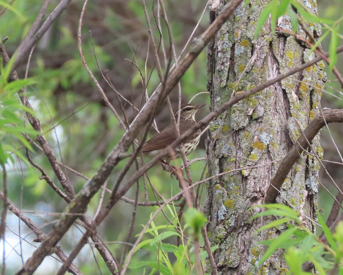 Northern Waterthrush - Karen Hogan