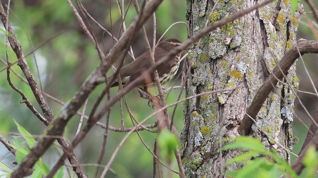 Northern Waterthrush - ML619066168