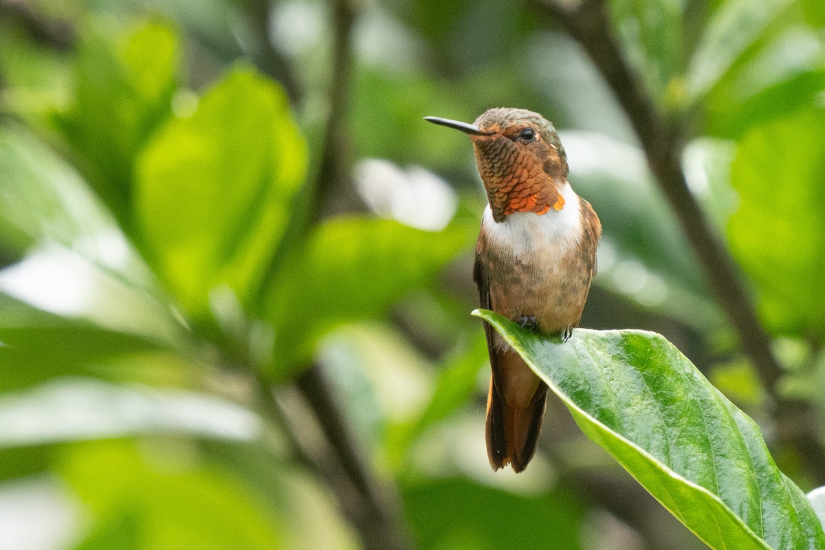Scintillant Hummingbird - Beny Wilson