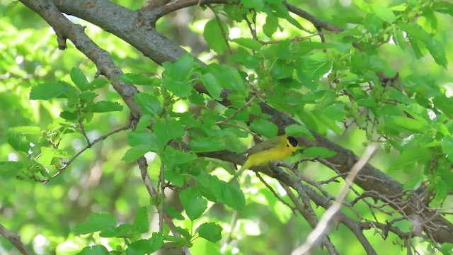 Wilson's Warbler - ML619066192