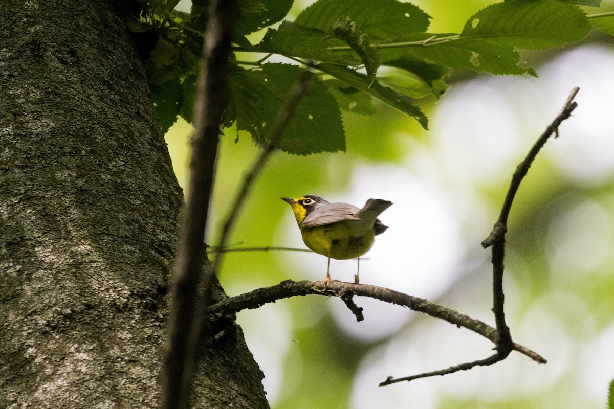 Canada Warbler - Alex Tey