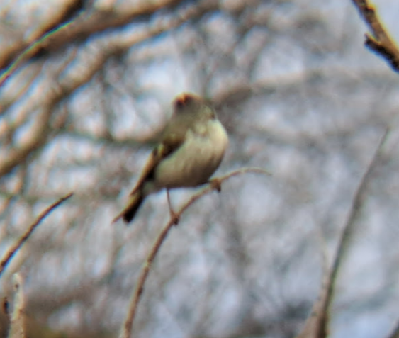 Golden-crowned Kinglet - Pierre Hendricks