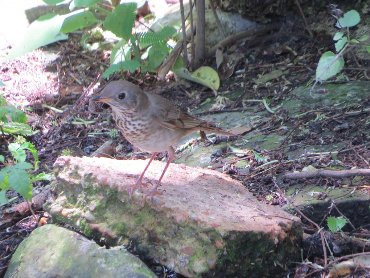 Gray-cheeked Thrush - Tamie Bulow