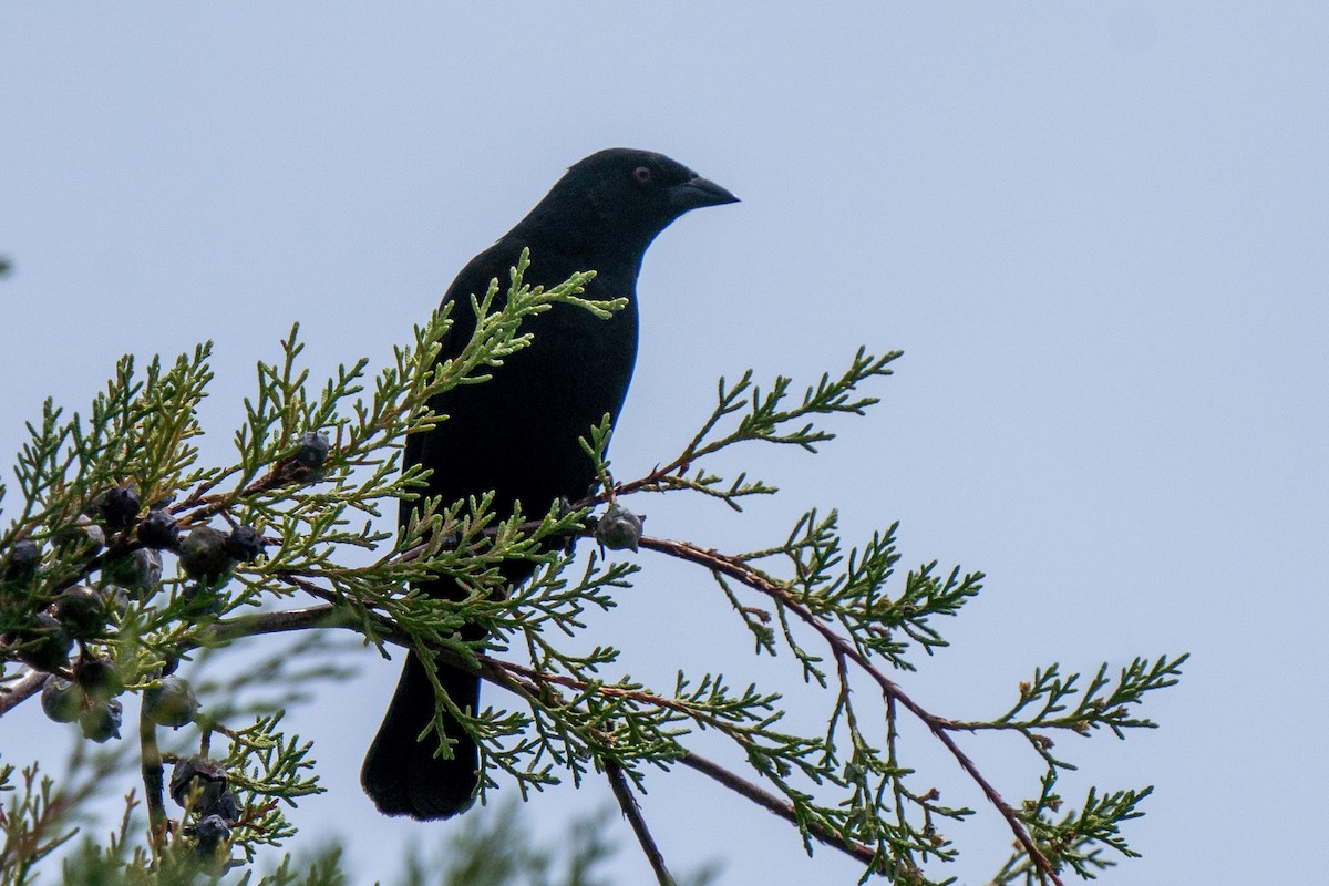 Bronzed Cowbird - Beny Wilson