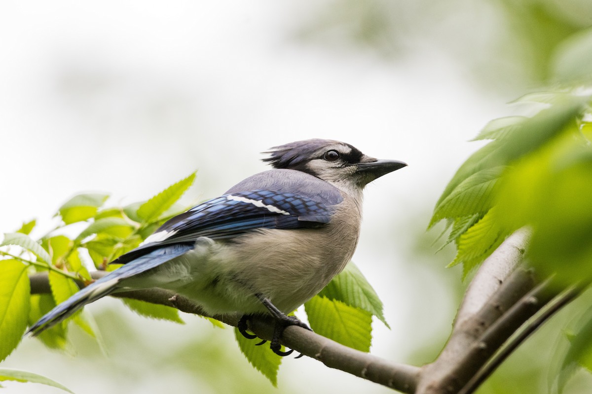 Blue Jay - ML619066240