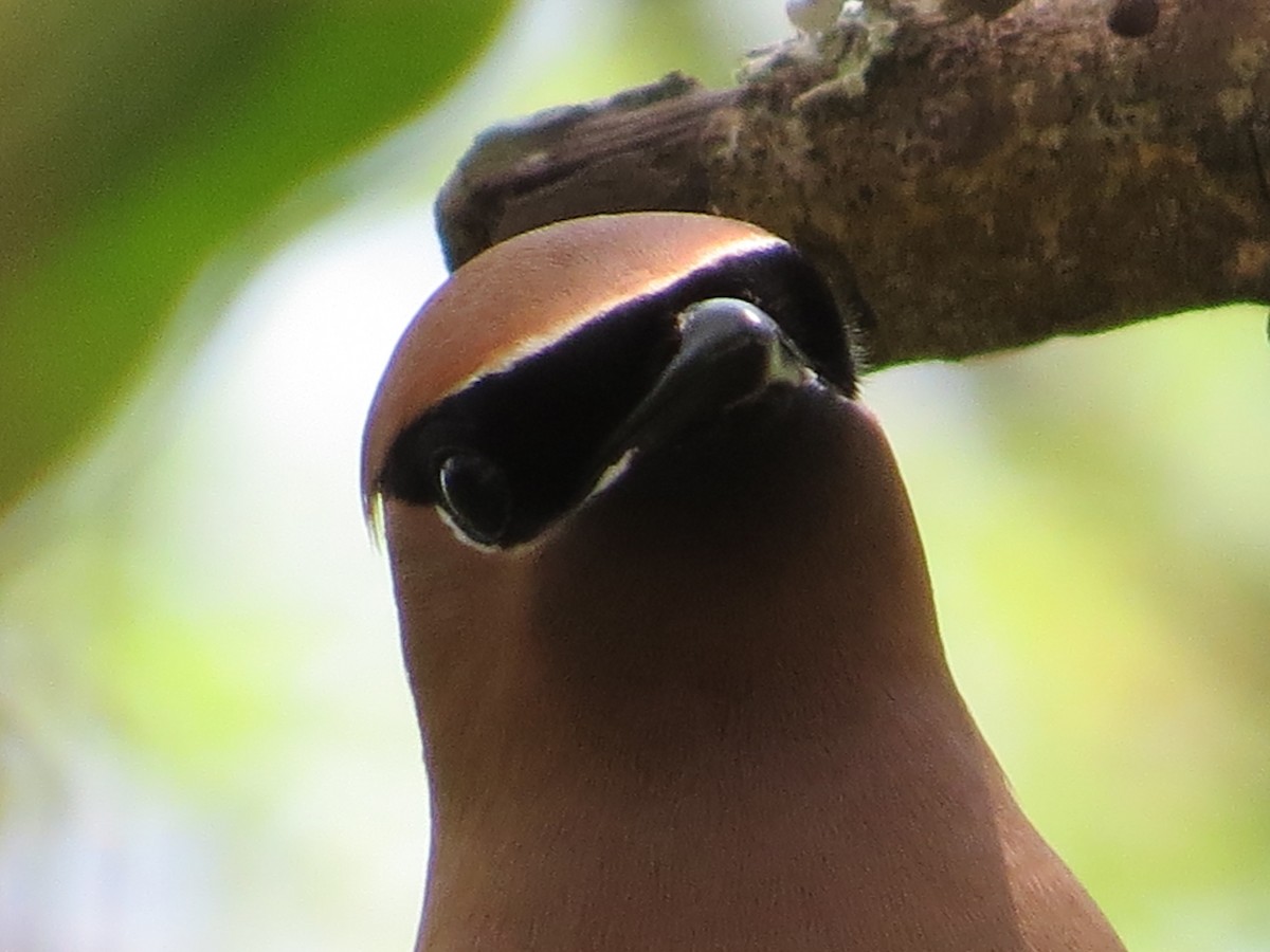 Cedar Waxwing - Tamie Bulow