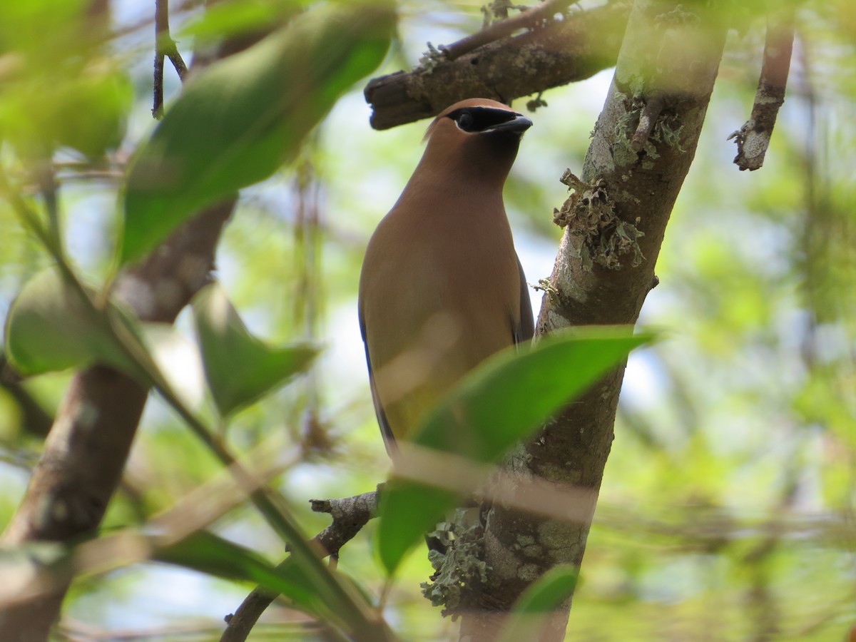 Cedar Waxwing - ML619066266