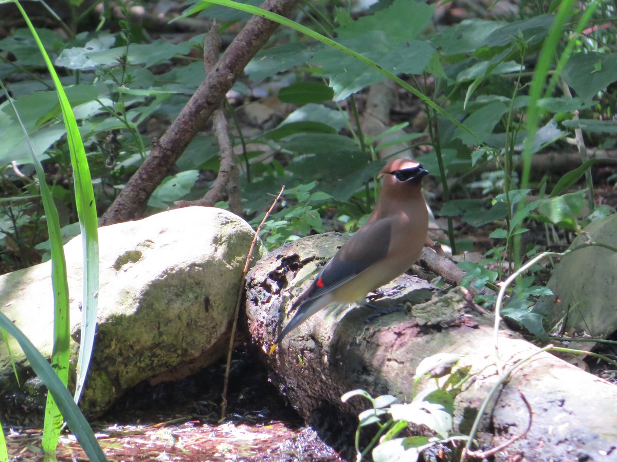 Cedar Waxwing - ML619066268