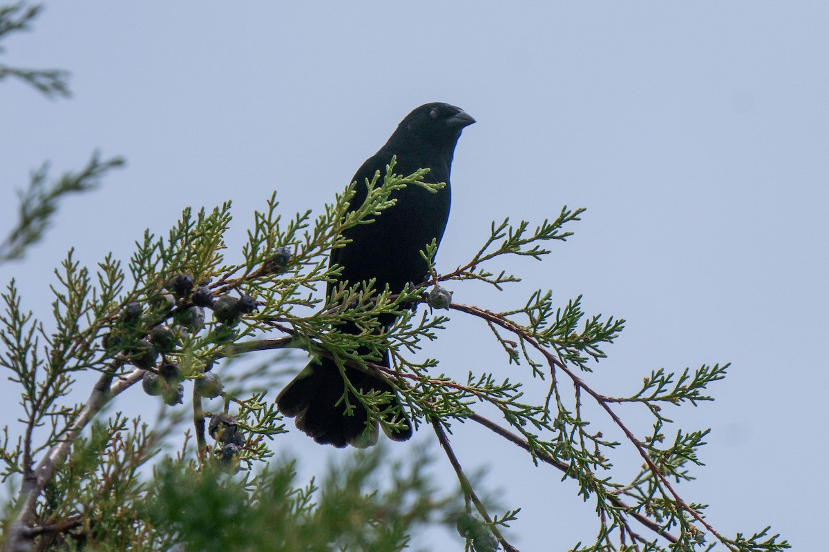 Bronzed Cowbird - Beny Wilson