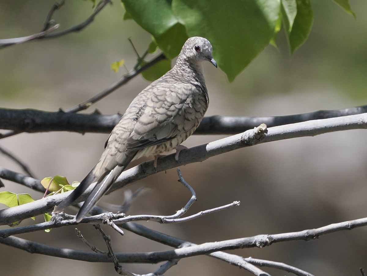 Inca Dove - Jeffery Sole