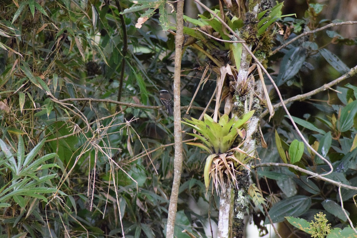 Rufous-breasted Chat-Tyrant - Diego Fernando Acosta Martínez