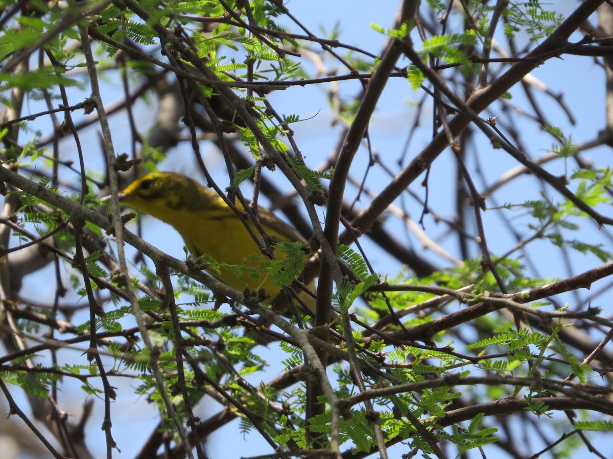 Prairie Warbler - Tamie Bulow