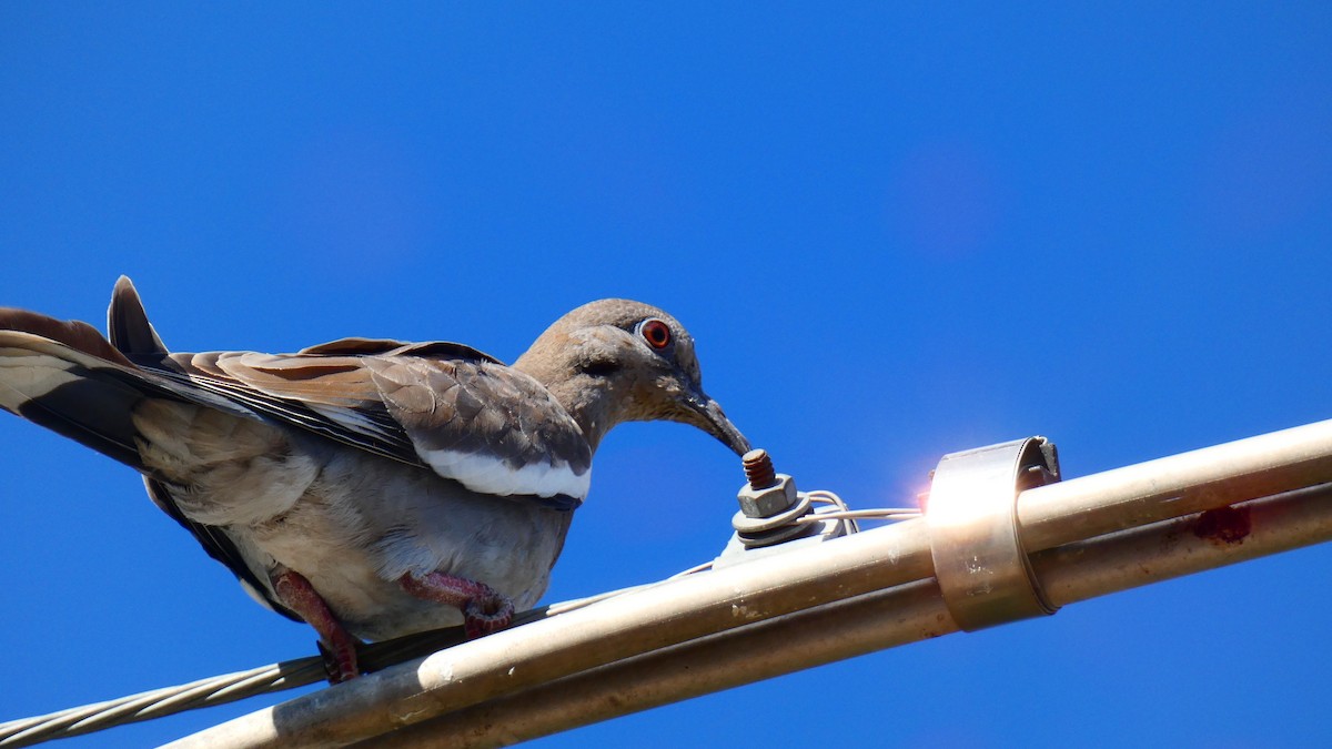 White-winged Dove - ML619066359