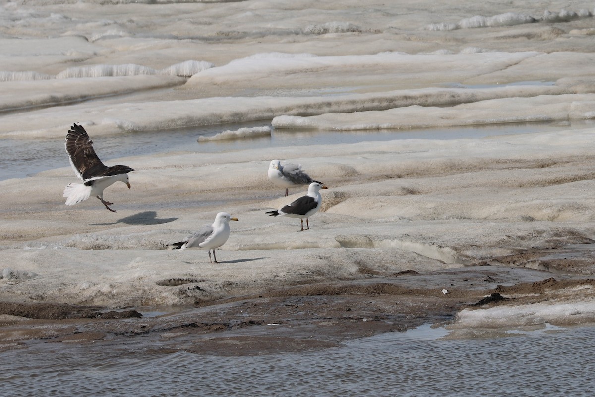 Lesser Black-backed Gull - ML619066365