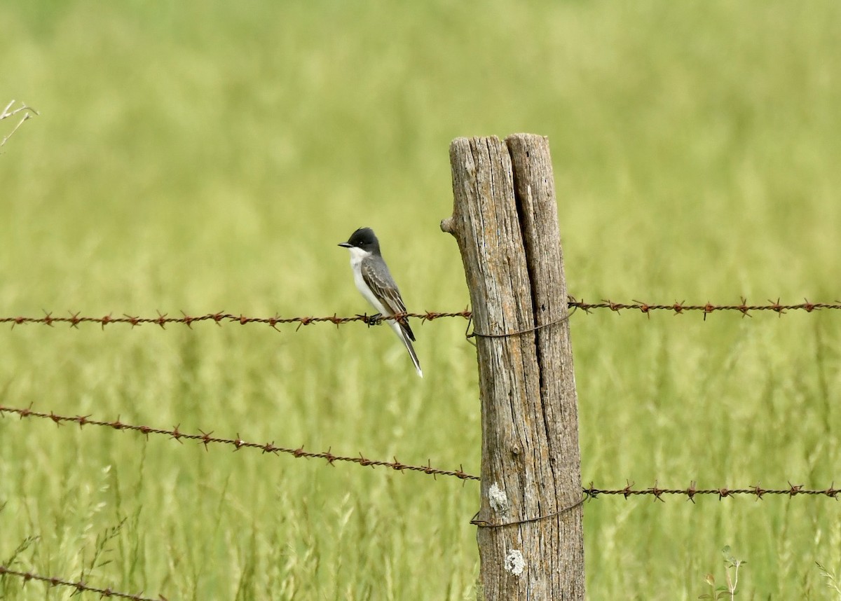 Eastern Kingbird - ML619066378