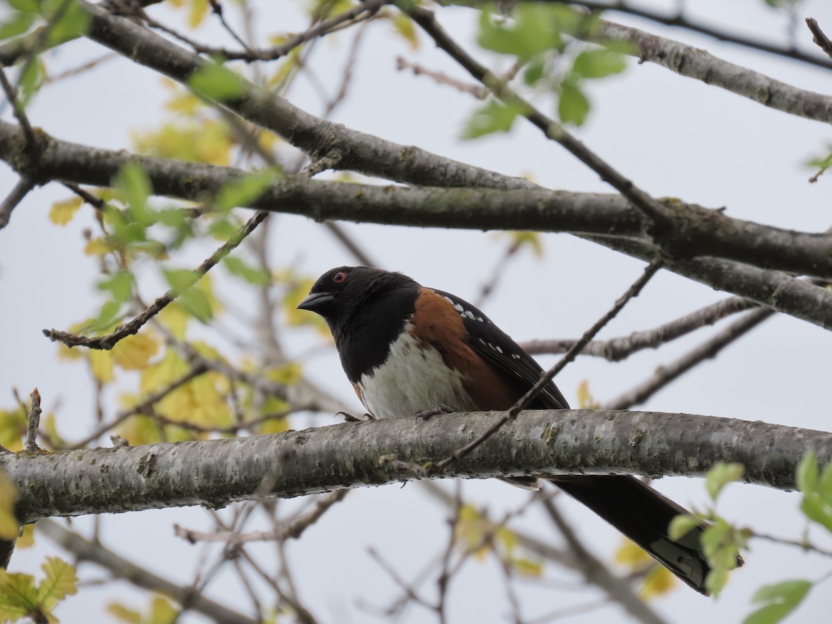Spotted Towhee - Eileen LeFrancois