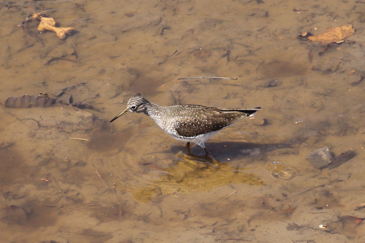 Solitary Sandpiper - ML619066391