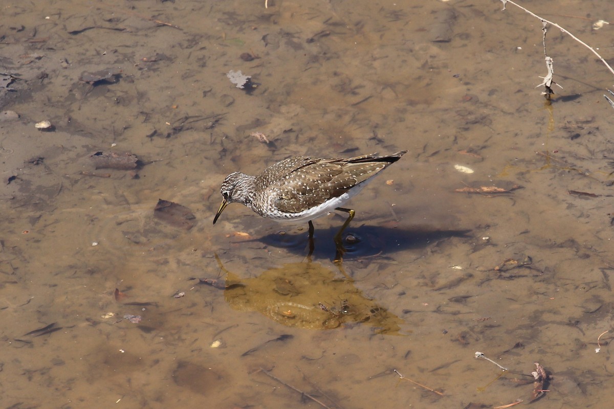 Solitary Sandpiper - ML619066392